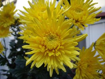2007-10-17yellow chrysanthemum