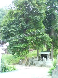 稲荷神社とトチの木