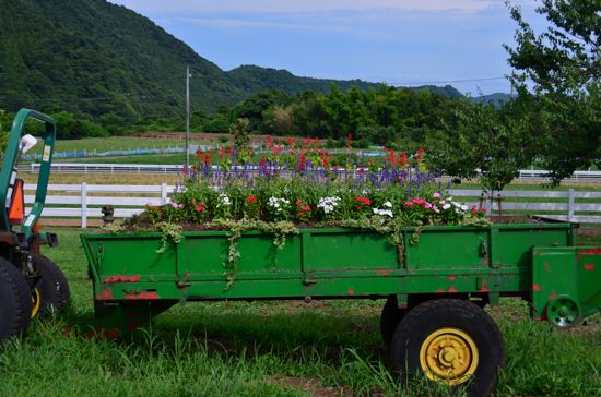 服部牧場の耕耘機の荷台の花