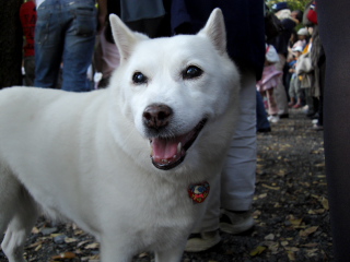 ホワイト犬