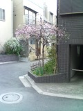 街で見かけた桜の木