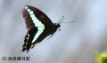 多摩動物園の蝶の１位…アオスジアゲハの飛行