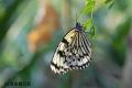多摩動物園の蝶の２位…オオゴマダラの夕方