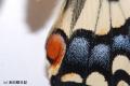 キアゲハの鱗粉