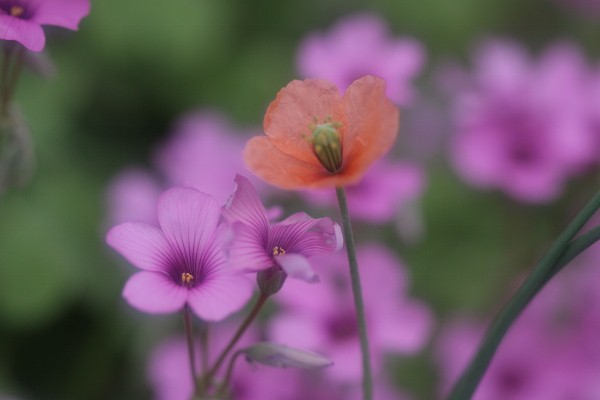芥子の花と紫片喰